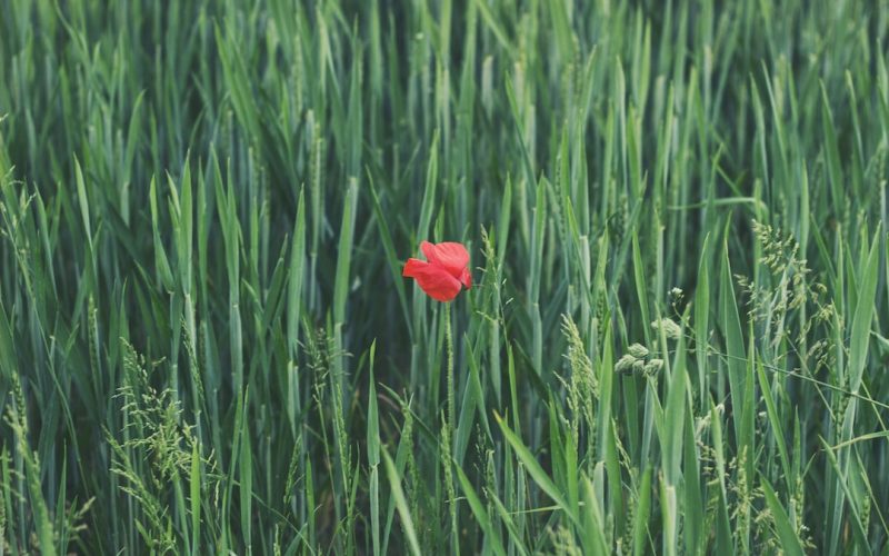 Konsekvenser av att få rött kort i fotboll
