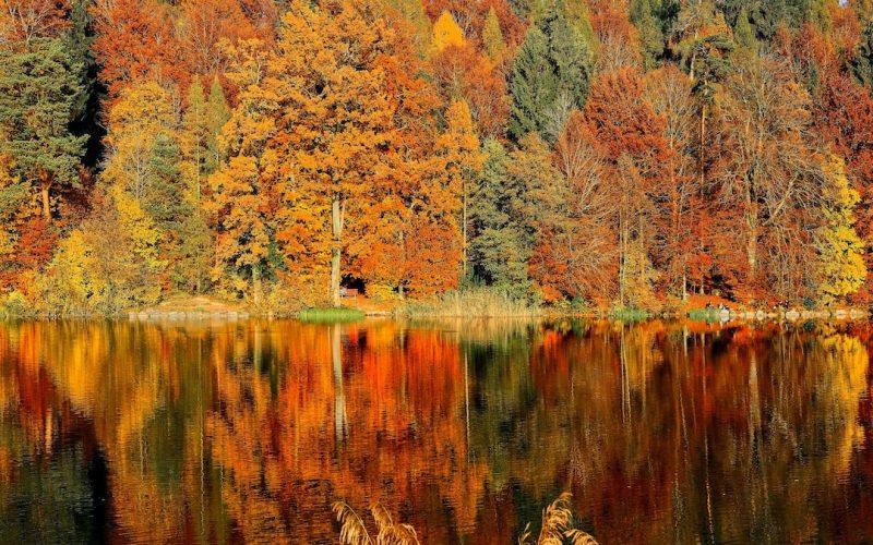 Hockeycamp under höstlovet 2022 – Perfekt aktivitet för unga hockeyspelare