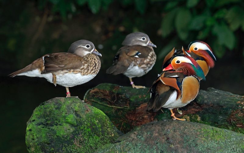 Skillnaden mellan dam- och herrfotboll: En analys av könsspecifika skillnader inom fotbollen