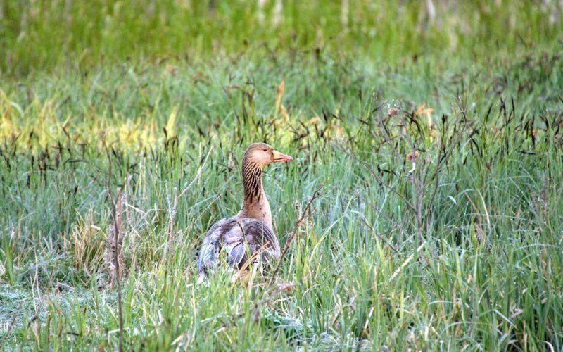 Djurgården mot AIK på TV: Sändningstider och kanal