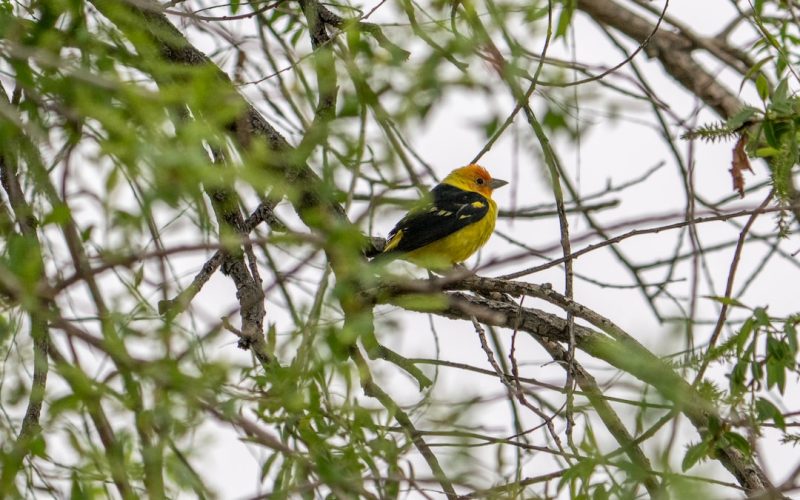 Köp Arsenal matchbiljetter online: Upplev spänningen live på Emirates Stadium