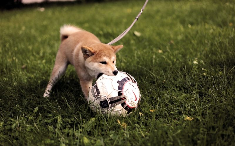 Renard Fotboll: Stjärnspelare i Svenska Fotbollslandslaget
