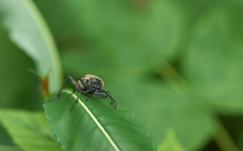 Häcken Degerfors: Allt du behöver veta om mötet mellan dessa lag
