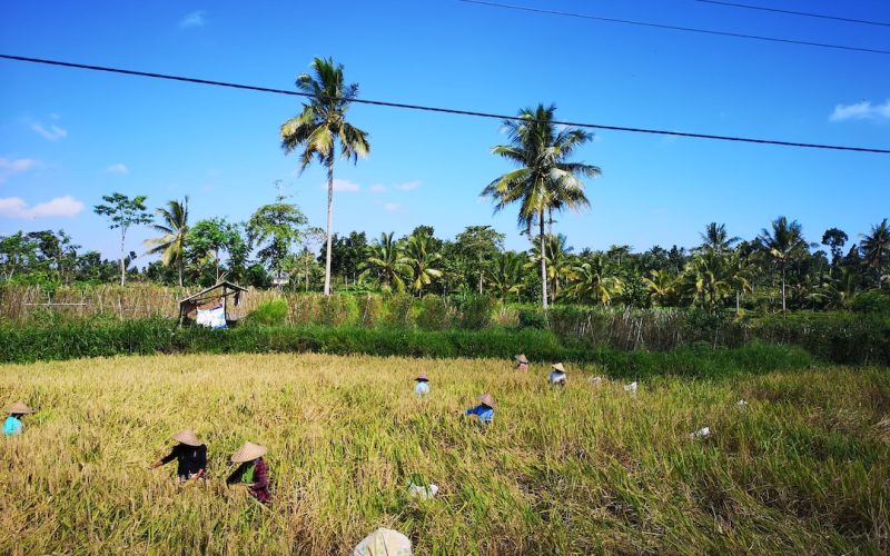 Vorskla vs AIK: Europa League Match Preview [SVENSKA]